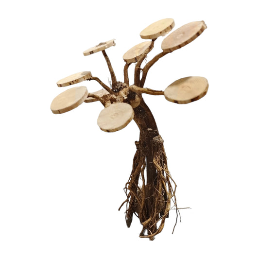 Bonsai Patu DRIFTWOOD - Indonesia - NEW923 - #10A