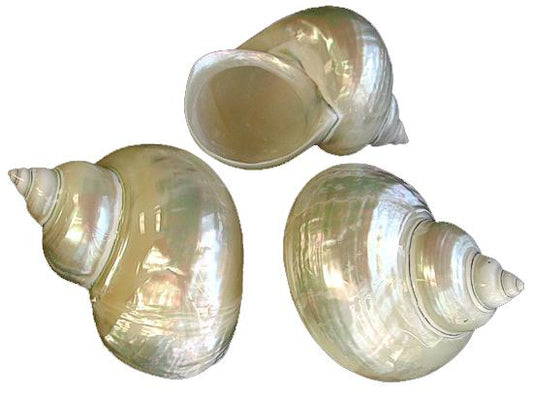 Jumbo Pearlized Turbo Large Snail Hermit Crab Shell  - Imperialis Turbo 40-42mm opening size