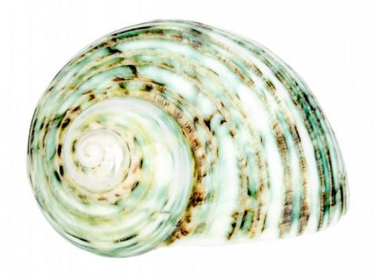 Polished Green Turbo - Turbo Setosus 20-22mm opening size