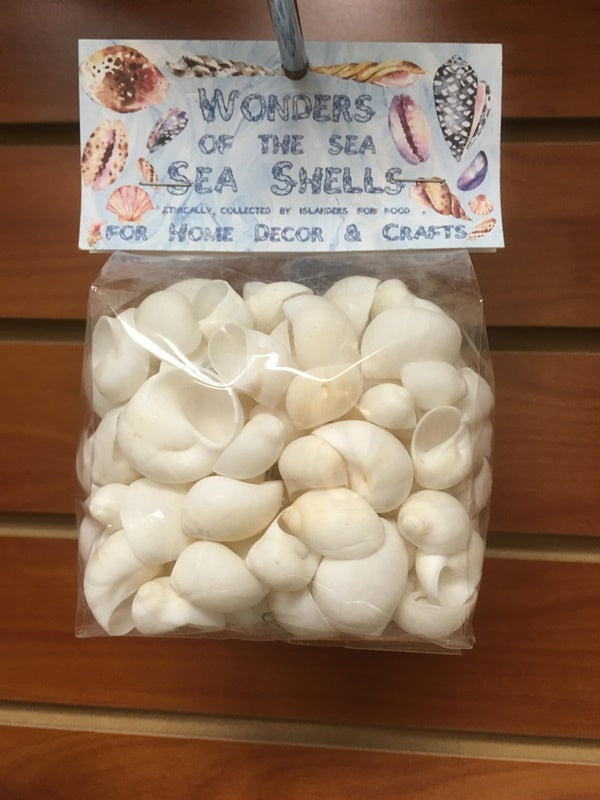 Wonders Of The Sea - White Moon Shells - 1 inch