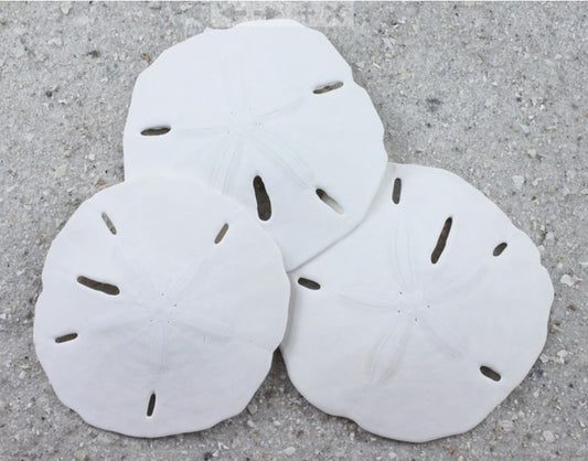 Florida Sand Dollars - 2.5 - 3 inches - Jar of 12