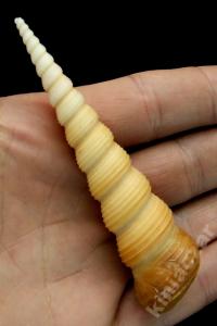 Terebra Turritella Shells - 4 inches