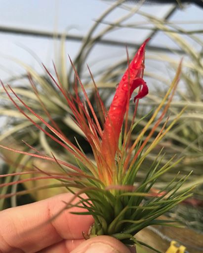 Andreana Tillandsia