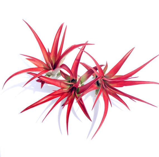 Abdita Brachycaulos (Rouge amélioré) Tillandsia 4,5 pouces