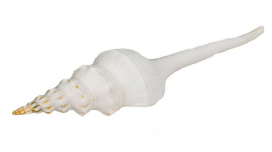 Fusinus Colus - 3 - 4 inches