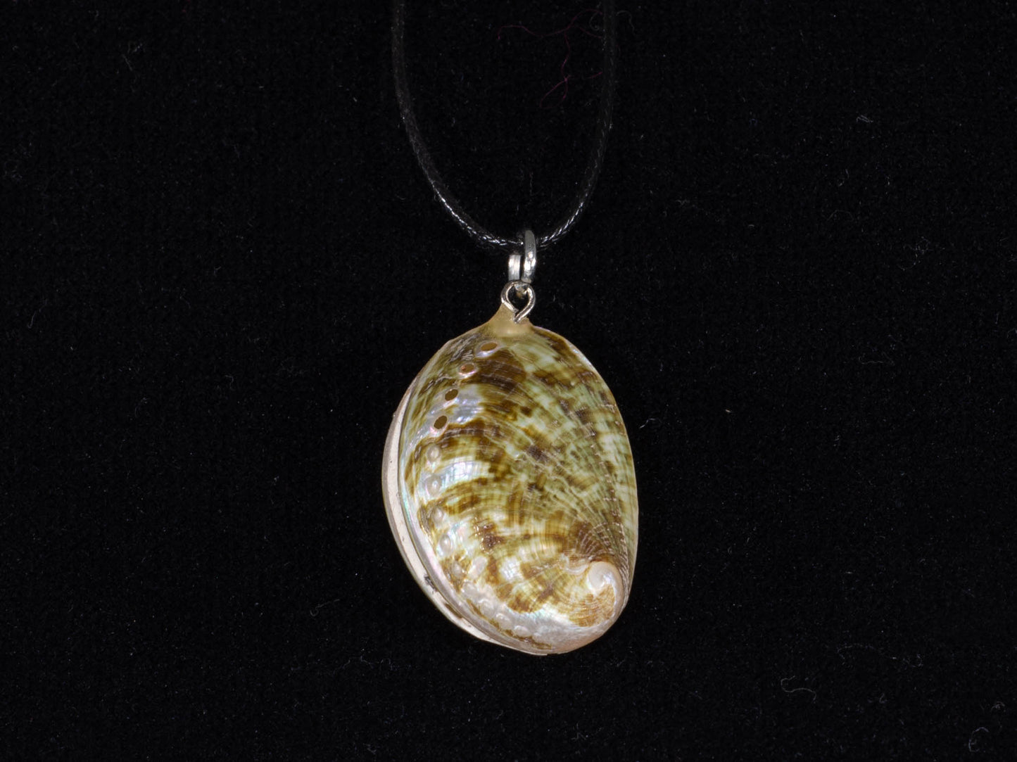 Polished Abalone Shell Necklace Black Cord