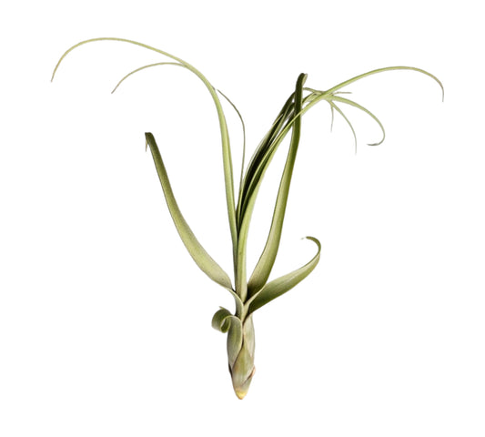 Balbisiana Tillandsia air plant 11 - 12 inch Large