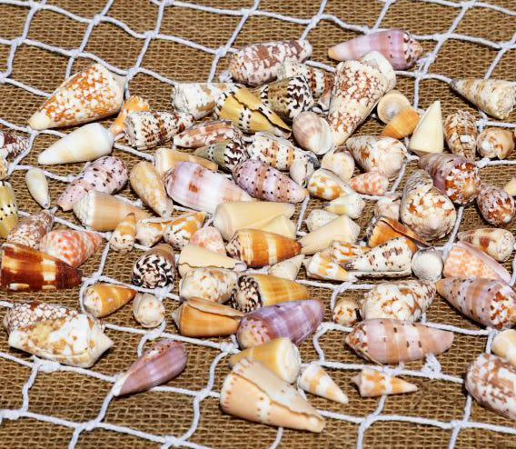 Assorted Cone Shells - 2 - 3 inches