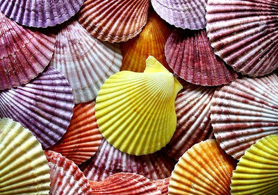 Coloured Pecten Nobilus Pairs - 3"- 4" 
See SS633