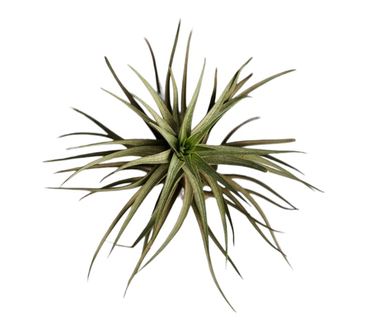 Aeranthos Miniata Tillandsia - Large - inch