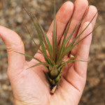 Tricolor Melanocrater - Mini - 5 à 7 cm - 2,5 pouces + Tillandsia Air Plant