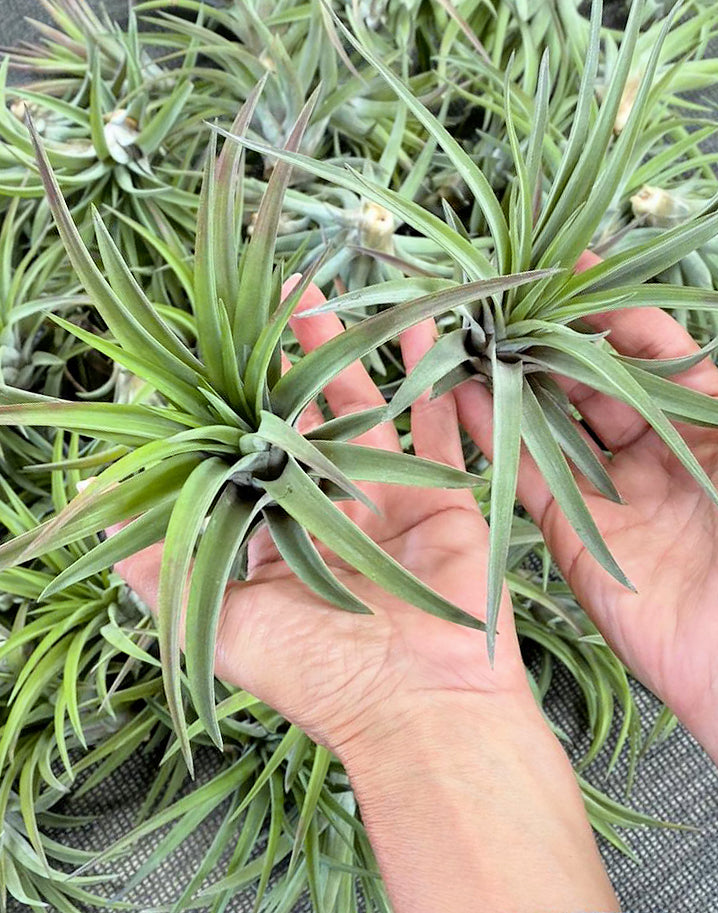 Veluntina - Brachycaulos Abdita - Tillandsia Air Plant - X-Large - 12 to 14 cm