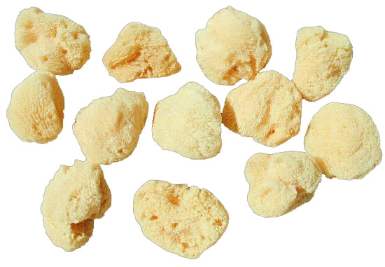 Sea Sponge - Cosmetic - Natural - Bleached - 1 inch +