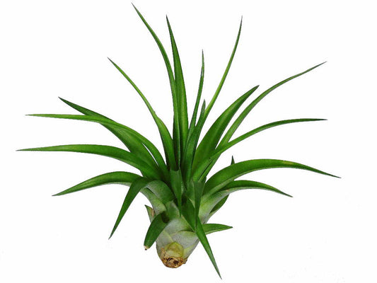 Brachycaulos Multiflora -  Tillandsia Air Plant - Large 10-11 cm 4+ inch