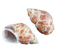 Babylonia Zeylandica Shell 5 Pack of various sizes