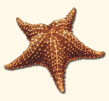 Bahama Starfish - Oreaster Reticulat - 8 - 9 Inches