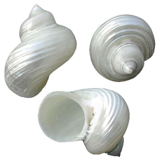 Polished Silver Mouth Turbo - 1.5 inch -Hermit Crab Shells - Turbo Argyrostomus
