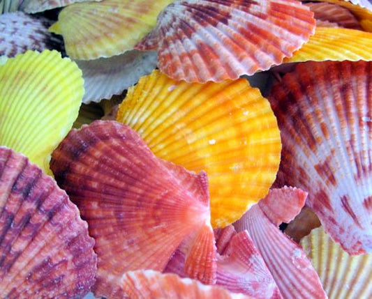 Coloured Pecten Nobilis Pairs - 2 + inches - Thailand