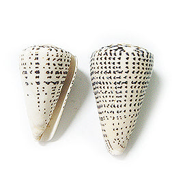 Conus Leopardus - 4 + inches