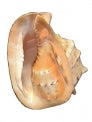 Large Yellow Helemt Shells - 13 inches