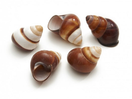 Assorted Land Snails - Helicostyla - 1 inch