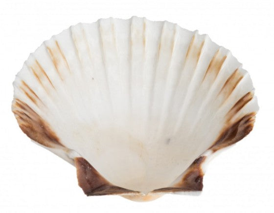 English White Cup Scallop - 3 + inch - Argopecten irradians - UK Deeps PECTEN MAXIMUS