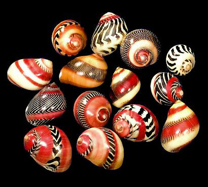 Coloured Striped Nerita Communis - Zigzag Nerite -  15 - 18mm