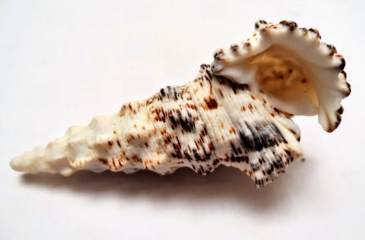 Cerithium Nodulosum - 1 inch