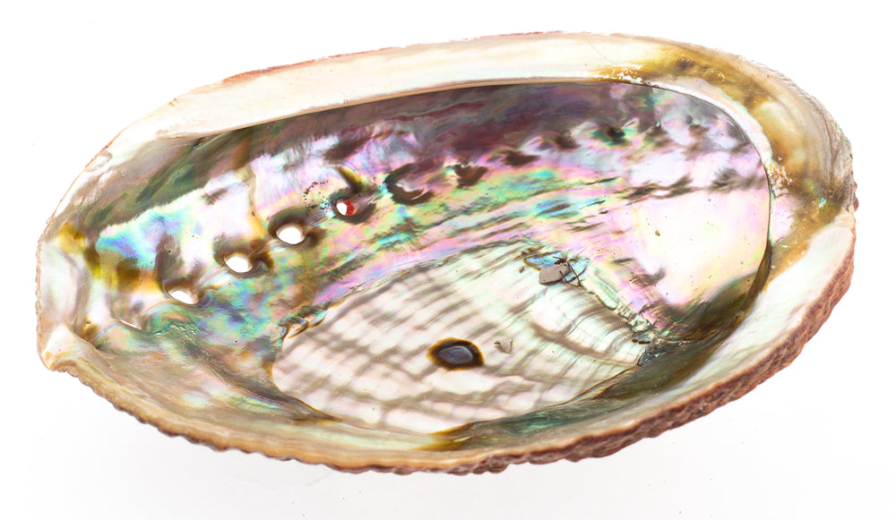 Green Abalone - 4 inch + Approx. 10 - 12 cm width - Haliotis Fulgens - Mexico