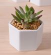 White Plant Pot Hexagon Size: 15.4 x 15.4 x 7.5 cm