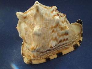 King Conch - Cassis Tuberosa - 7 - 8 inches