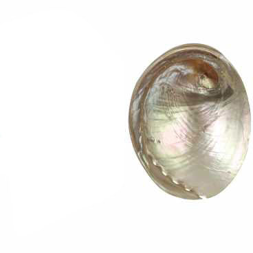 Opal Abalone - Haliotis Laeviagata - 6 inch + Thailand - All Natural