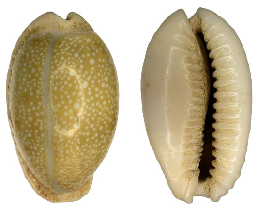 Cypraea Erosa - Cowry