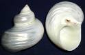 1 KG. Pearlized Turbo Shells - D Grade as is - 2.2 to 2.4 cm - Monodonta - China