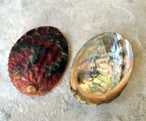 All Natural Cup Abalone - Haliotis Capensis - 5 inch up - Thailand
