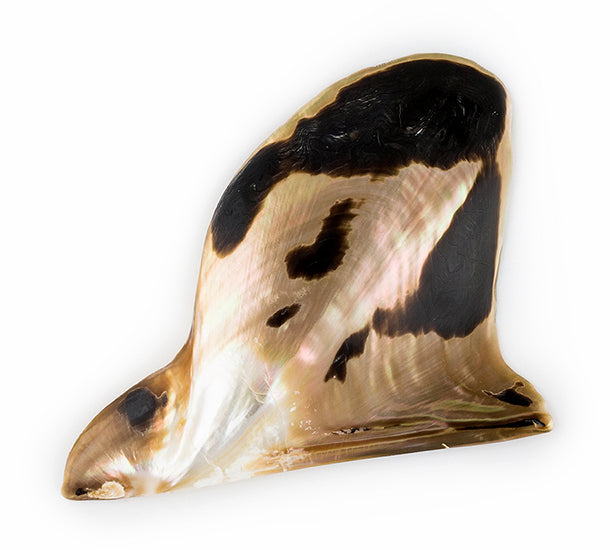 Polished Brown Lip Shells - 5 - 6 inches