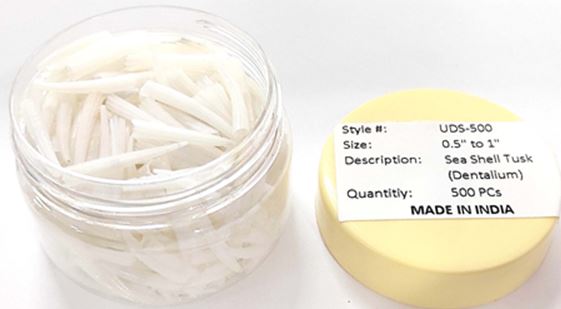 PK/500 - .5 - 1 inch White Dentalium Octagulatum Tusk Shells - Premium Sorted - India - NEW523