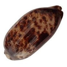 Cypraea Testudinaria -  Cowry Shells