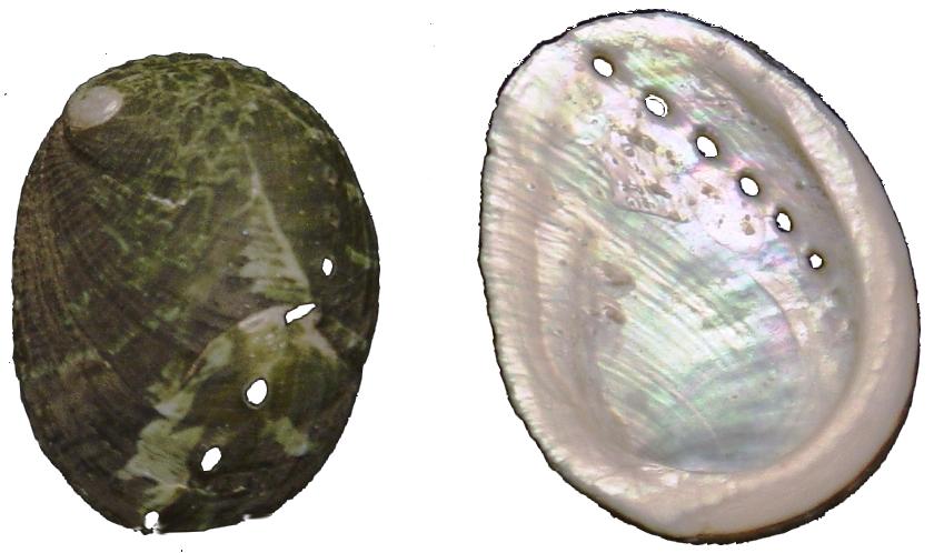 1 KG - Sheep's Ear Abalone - Haliotis Ovina - 1 inch - Philippines - All Natural