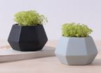Plant Pot Hexagon Column Gray GREEN Size: 7 x 10 x 6.5 cm