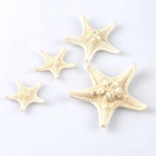 Bleached White Horned Starfish - 3 - 4 inches