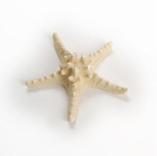 Bleached White Horned Starfish - 2 - 3 inches