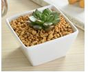 White Plant Pot Tapered Square Size: 7.5 x 7.5 x 4.2 cm