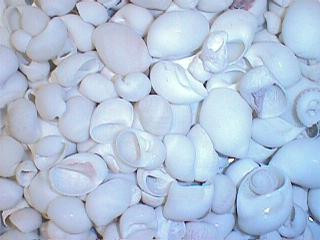 1 KG - Coquilles de lune de poire blanche polies - 1,5 - 2,35 pouces - POLINICES MAMILYA - Tumidus - Philippines - New1022