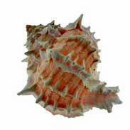 Pink Murex - Phyllonotus erythrostomus 26-28mm opening size