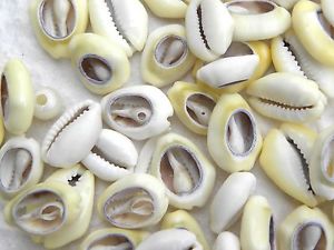 SLICED CYPRAEA MONETA [packed 100 pcs]