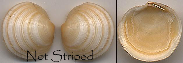 Californian Lucina Clam Shell Half 4 inch - Mexico -Smudge Shell - NEW1020