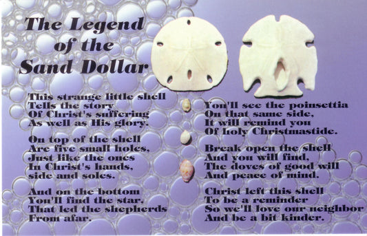Florida Sand Dollar 2.5 inch With Postcard