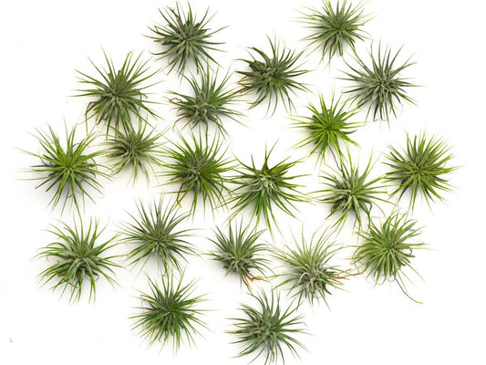 Ionantha Guatemala Tillandsia Air Plant 20 Pack (Large)