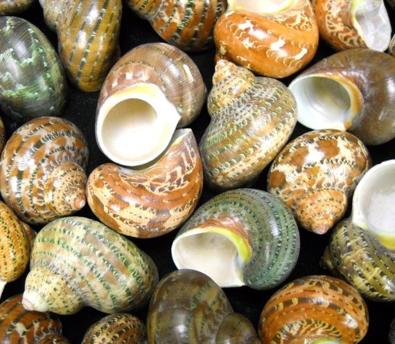 Polished Tapestray Turban - Turbo Petholatus - 1.5 - 2 + inches - Philippines